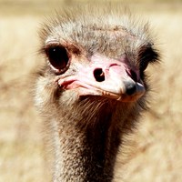 Struthio camelus En la Guía-Naturaleza de RikenMon