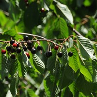 Prunus avium En la Guía-Naturaleza de RikenMon