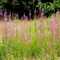 Epilobium angustifolium En la Guía-Naturaleza de RikenMon