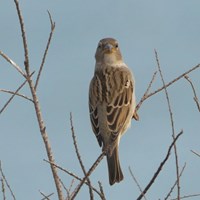 Passer domesticus op RikenMon's Natuurgids