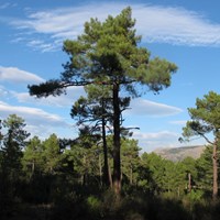 Pinus pinaster на Nature-Guide RikenMon в
