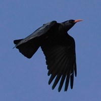 Pyrrhocorax pyrrhocorax 在RikenMon的自然指南