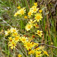 Jacobaea erucifolia Sur le Nature-Guide de RikenMon
