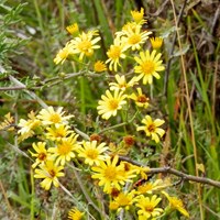 Jacobaea erucifolia su guida naturalistica di RikenMon