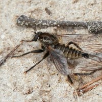 Dysmachus trigonus su guida naturalistica di RikenMon