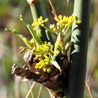 Foeniculum vulgare su guida naturalistica di RikenMon