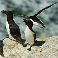 Alca torda En la Guía-Naturaleza de RikenMon