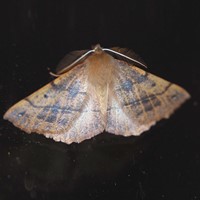 Colotois pennaria на Nature-Guide RikenMon в