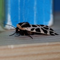 Cymbalophora pudica En la Guía-Naturaleza de RikenMon