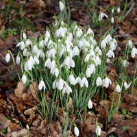 Galanthus nivalis op RikenMon's Natuurgids