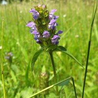 Prunella vulgaris Sur le Nature-Guide de RikenMon