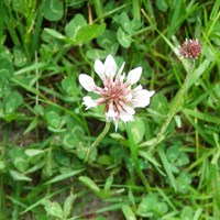 Trifolium repens su guida naturalistica di RikenMon