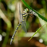 Cordulegaster boltonii on RikenMon's Nature-Guide