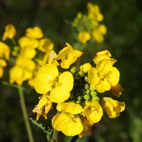 Brassica rapa Sur le Nature-Guide de RikenMon