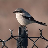 Lanius excubitor En la Guía-Naturaleza de RikenMon