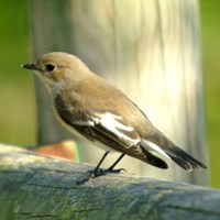 Ficedula hypoleuca на Nature-Guide RikenMon в