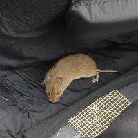 Microtus arvalis op RikenMon's Natuurgids