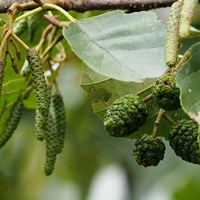 Alnus glutinosa su guida naturalistica di RikenMon