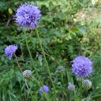 Succisa pratensis En la Guía-Naturaleza de RikenMon