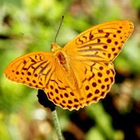 Argynnis paphia En la Guía-Naturaleza de RikenMon