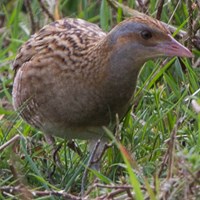 Crex crex op RikenMon's Natuurgids