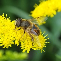 Eristalis tenax на Nature-Guide RikenMon в