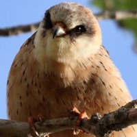 Falco vespertinus Em Nature-Guide de RikenMon