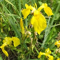 Iris pseudacorus En la Guía-Naturaleza de RikenMon