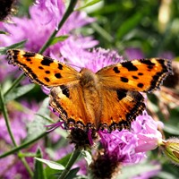 Nymphalis polychloros Auf RikenMons Nature-Guide