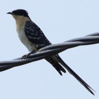 Clamator glandarius op RikenMon's Natuurgids