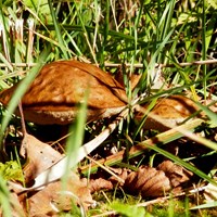 Suillus granulatus En la Guía-Naturaleza de RikenMon