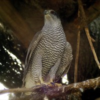 Accipiter gentilis 在RikenMon的自然指南