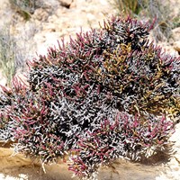 Sarcocornia fruticosa su guida naturalistica di RikenMon