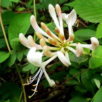 Lonicera periclymenum su guida naturalistica di RikenMon