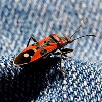 Lygaeus equestris En la Guía-Naturaleza de RikenMon