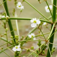 Alisma plantago-aquatica En la Guía-Naturaleza de RikenMon