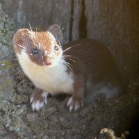 Mustela nivalis Auf RikenMons Nature-Guide