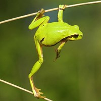 Hyla arborea Auf RikenMons Nature-Guide