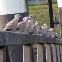 Streptopelia decaocto op RikenMon's Natuurgids