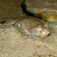 Bombina variegata Sur le Nature-Guide de RikenMon