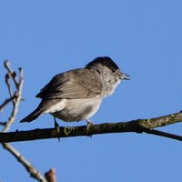 Sylvia atricapilla su guida naturalistica di RikenMon