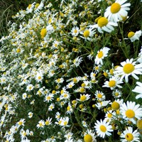 Tripleurospermum maritimum su guida naturalistica di RikenMon