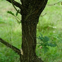 Quercus faginea 在RikenMon的自然指南