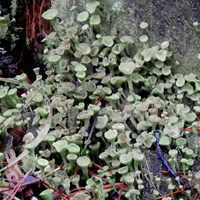 Cladonia fimbriata op RikenMon's Natuurgids