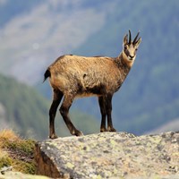 Rupicapra rupicapra En la Guía-Naturaleza de RikenMon