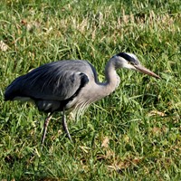 Ardea cinerea op RikenMon's Natuurgids