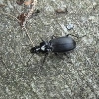 Pterostichus nigrita En la Guía-Naturaleza de RikenMon