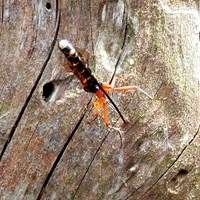 Dolichomitus imperator su guida naturalistica di RikenMon