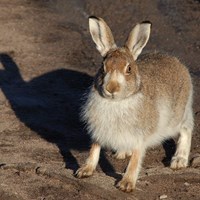 Lepus timidus 在RikenMon的自然指南