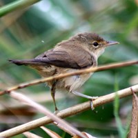 Acrocephalus scirpaceus Sur le Nature-Guide de RikenMon